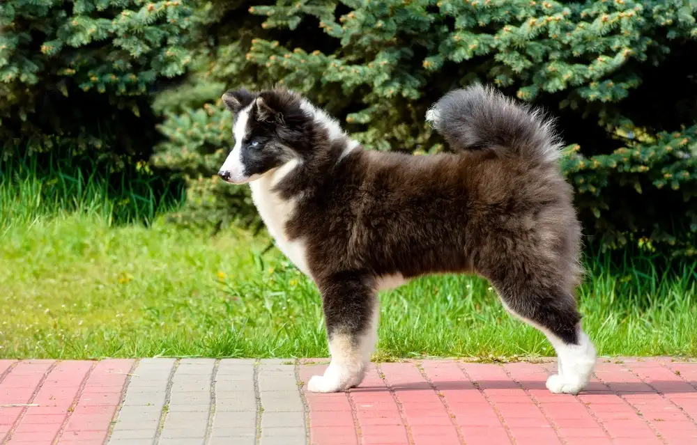 Spitz da Lapônia ou Cão Finlandês da Lapônia 