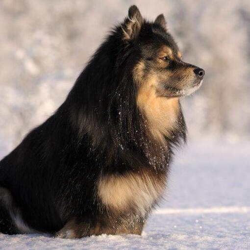 Spitz da Lapônia ou Cão Finlandês da Lapônia 