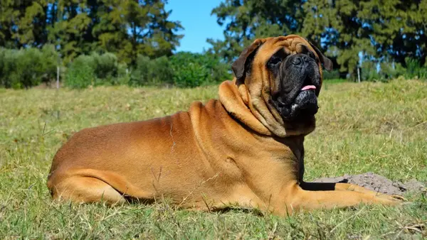 Saiba tudo sobre o Bullmastiff
