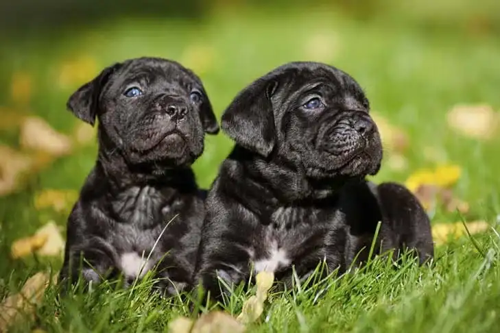 Adaptação do Cane Corso a Diferentes Climas