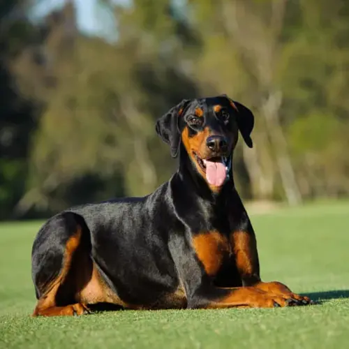 MELHORES RAÇAS DE CÃO DE GUARDA