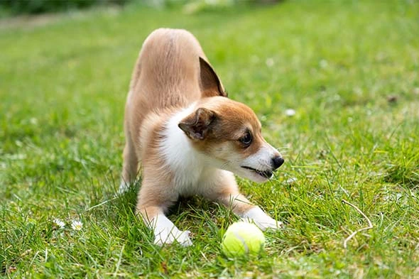 Norsk Lundehund Fotos