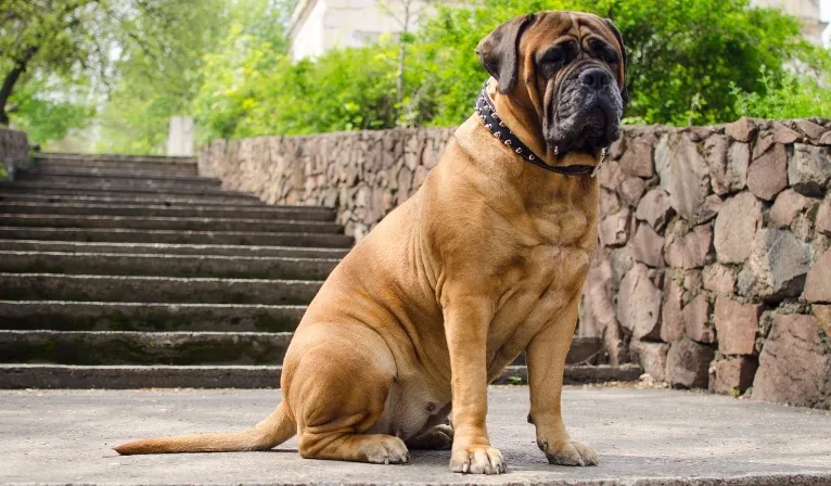 Conheça o BullMastiff
