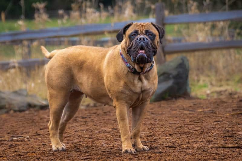 bullmastiff