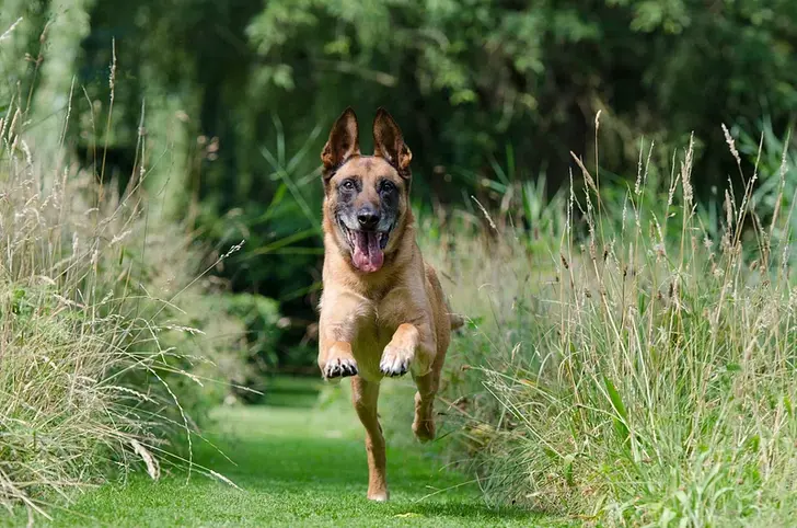 Pastor Belga Malinois