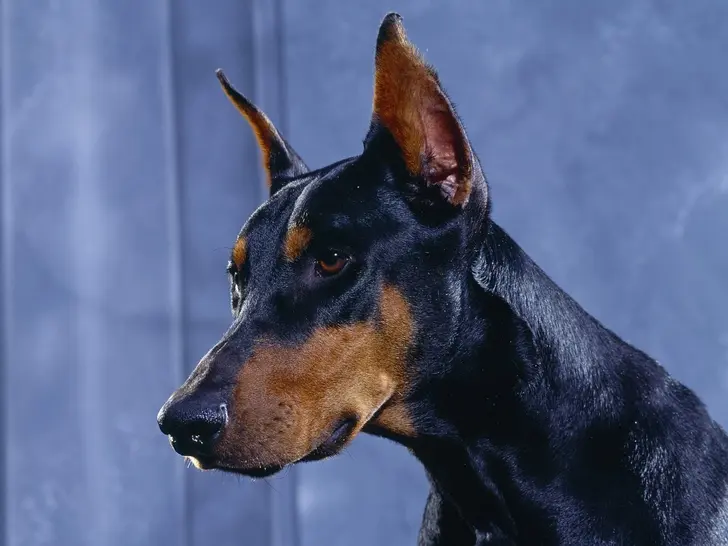 Dobermann - Qual o clima ideal para a raça?