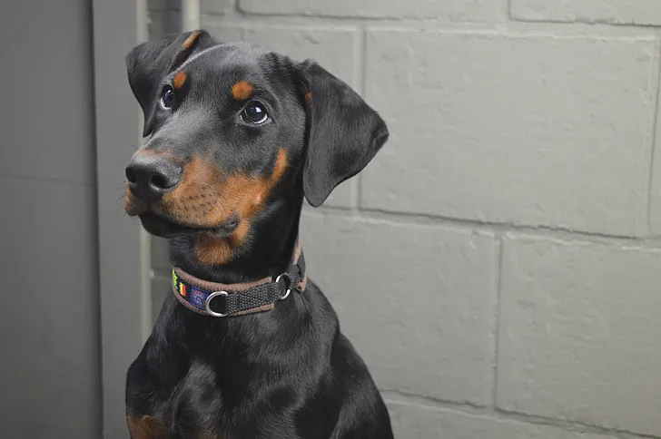 Cuidados com a Pelagem do Dobermann
