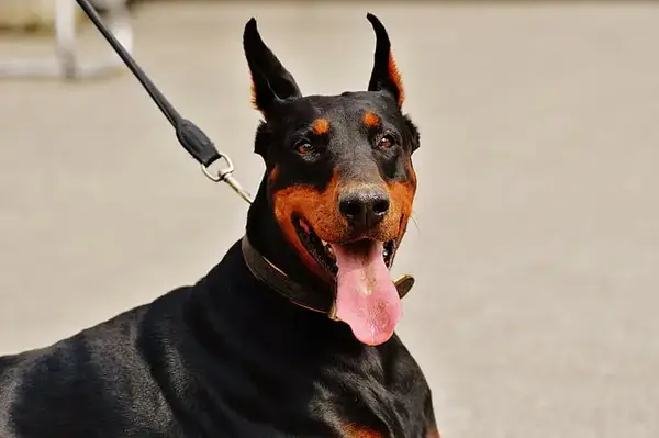 Dobermann treinamento e socialização