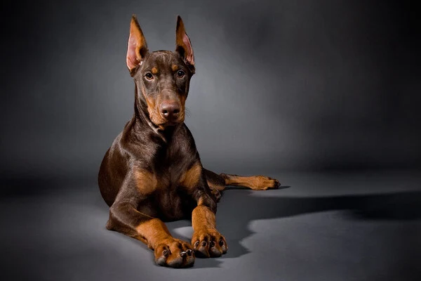 Dobermann 