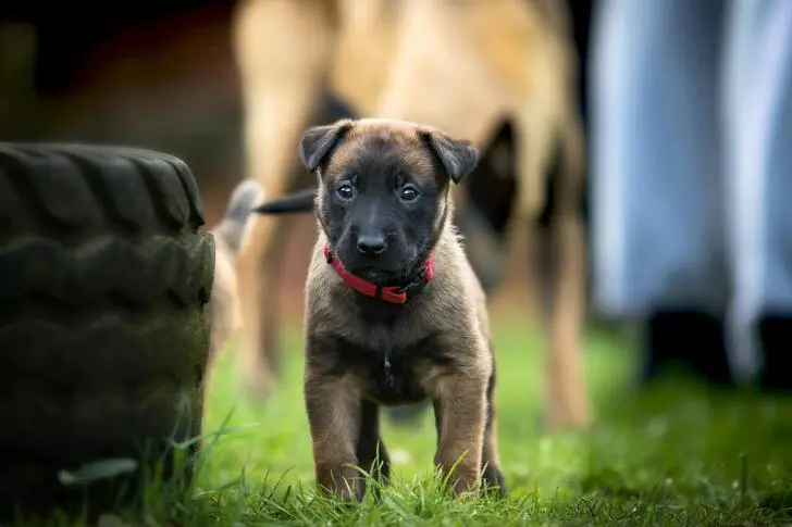 Pastor Belga Malinois